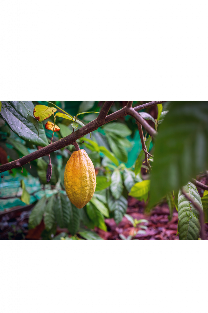 Une grappe de fèves de cacao