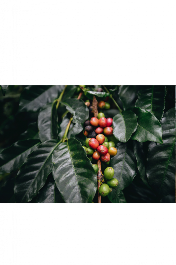 branche de café